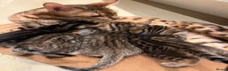 Bengal cats for sale: BEAUTIFUL BENGAL CROSS KITTENS-TWO GIRLS LEFT  - Advert 8