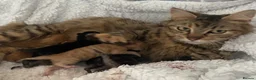 Mixed Breed cats for sale: Beautiful mixed breed kittens  in Preston - Advert 2