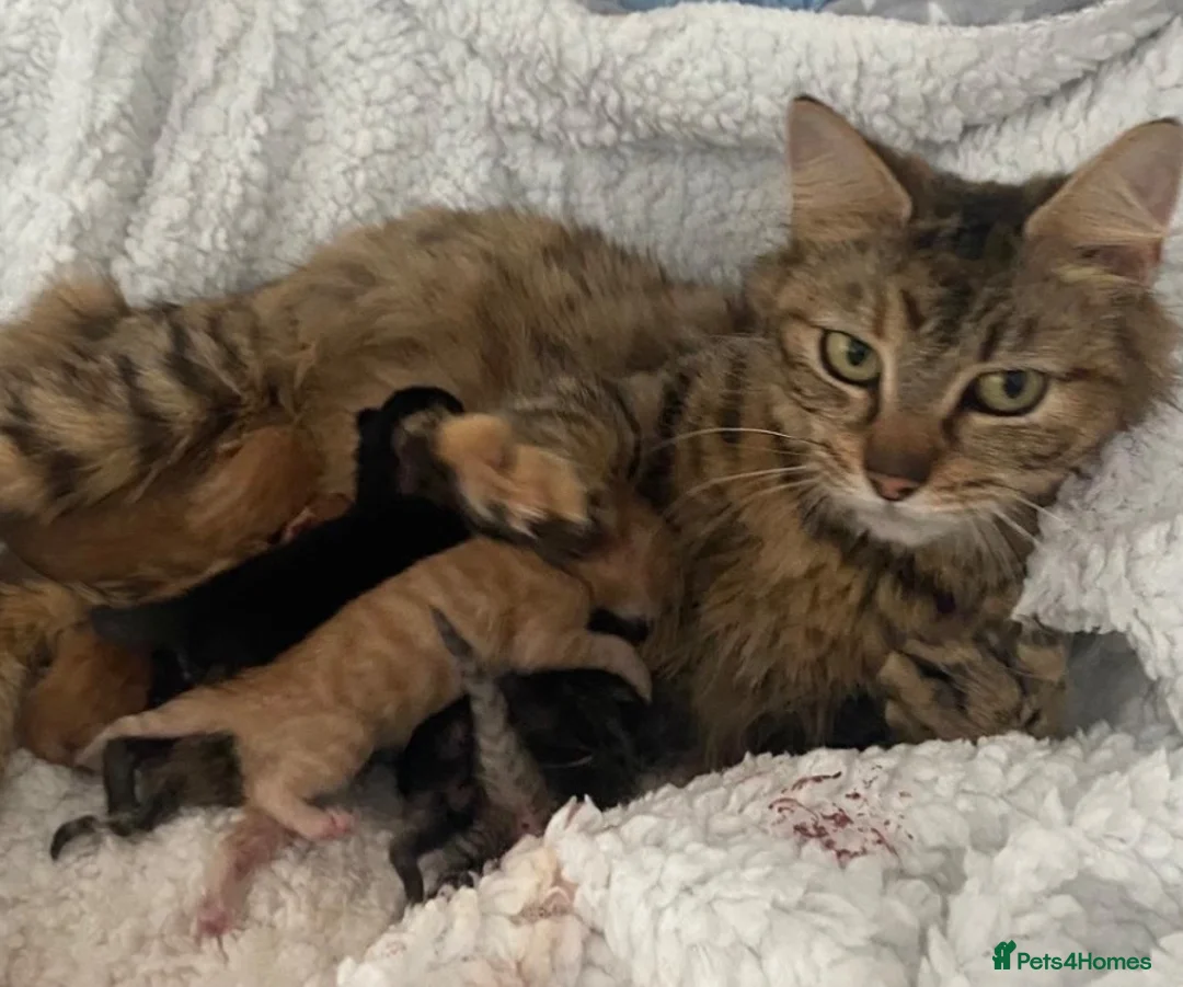 Mixed Breed cats for sale: Beautiful mixed breed kittens  in Preston - Advert 2