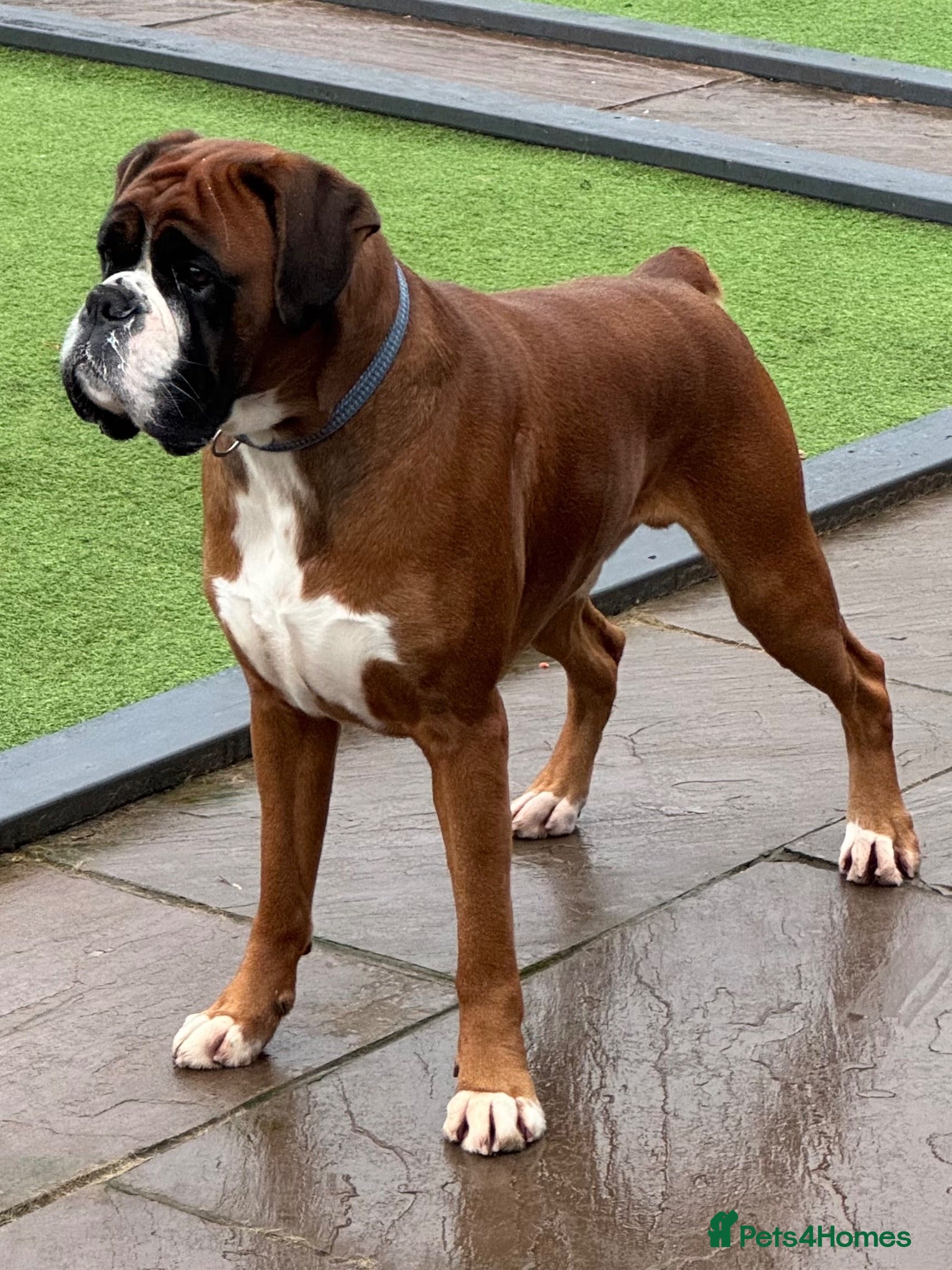 Boxer dogs Kc Bobtail  - Advert 1