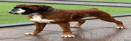 Boxer dogs for stud: Kc Bobtail  - Advert 1