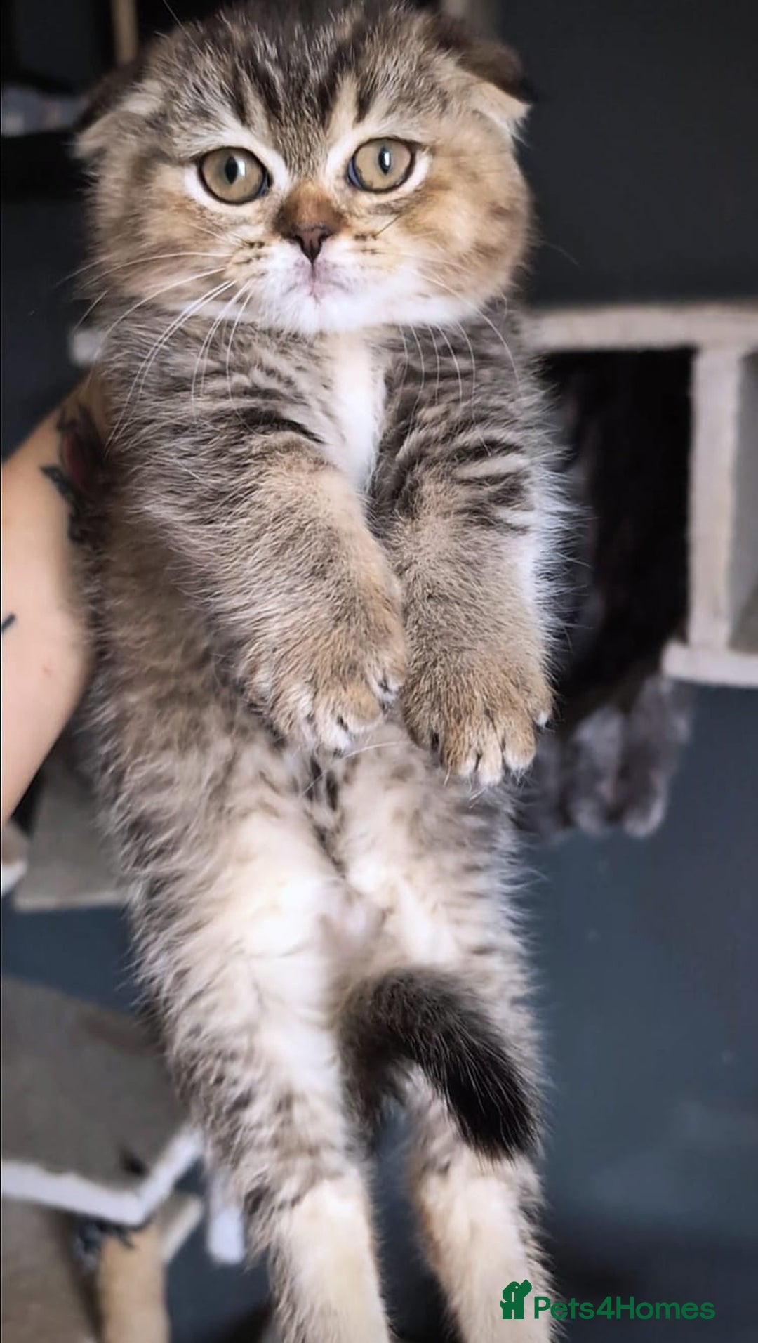 Scottish Fold cats for sale: 💙🩷LAST 2 SCOTTISH KITTENS ✅️TICA reg - Image 12