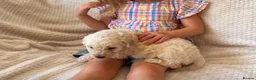 Labradoodle dogs for sale: Two gorgeous male labradoodles 💙💙 - Advert 10