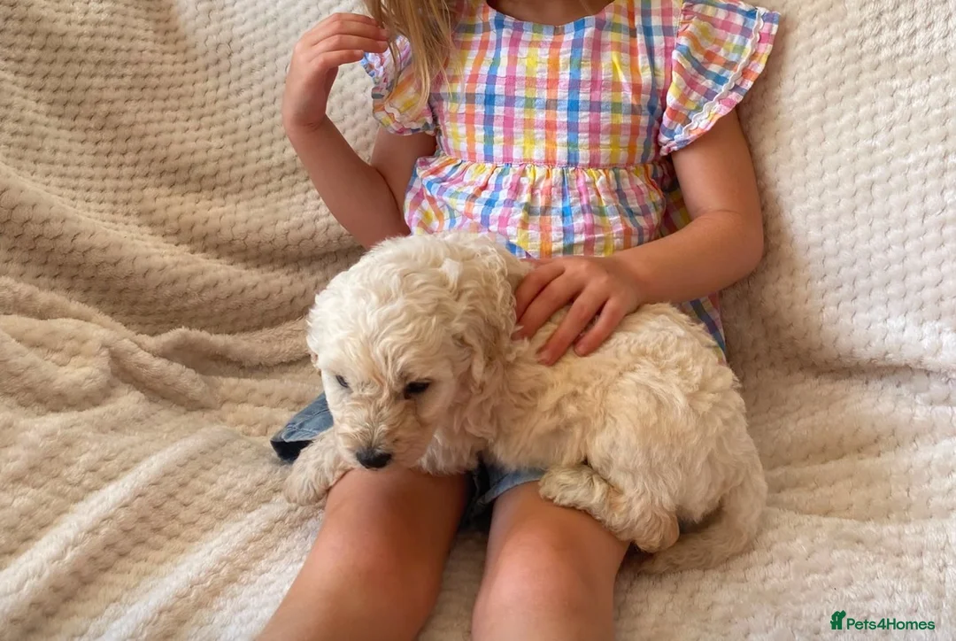 Labradoodle dogs for sale: Two gorgeous male labradoodles 💙💙 - Advert 10