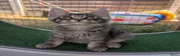 Maine Coon cats for sale: Tica registered mainecoons  - Advert 18