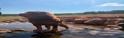 Shar Pei dogs for stud: Choc and tan top quality Sharpei stud  - Advert 3