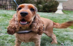 Cocker Spaniel dogs for sale: KC Registered Show Cocker Spaniel Puppies - Image 6
