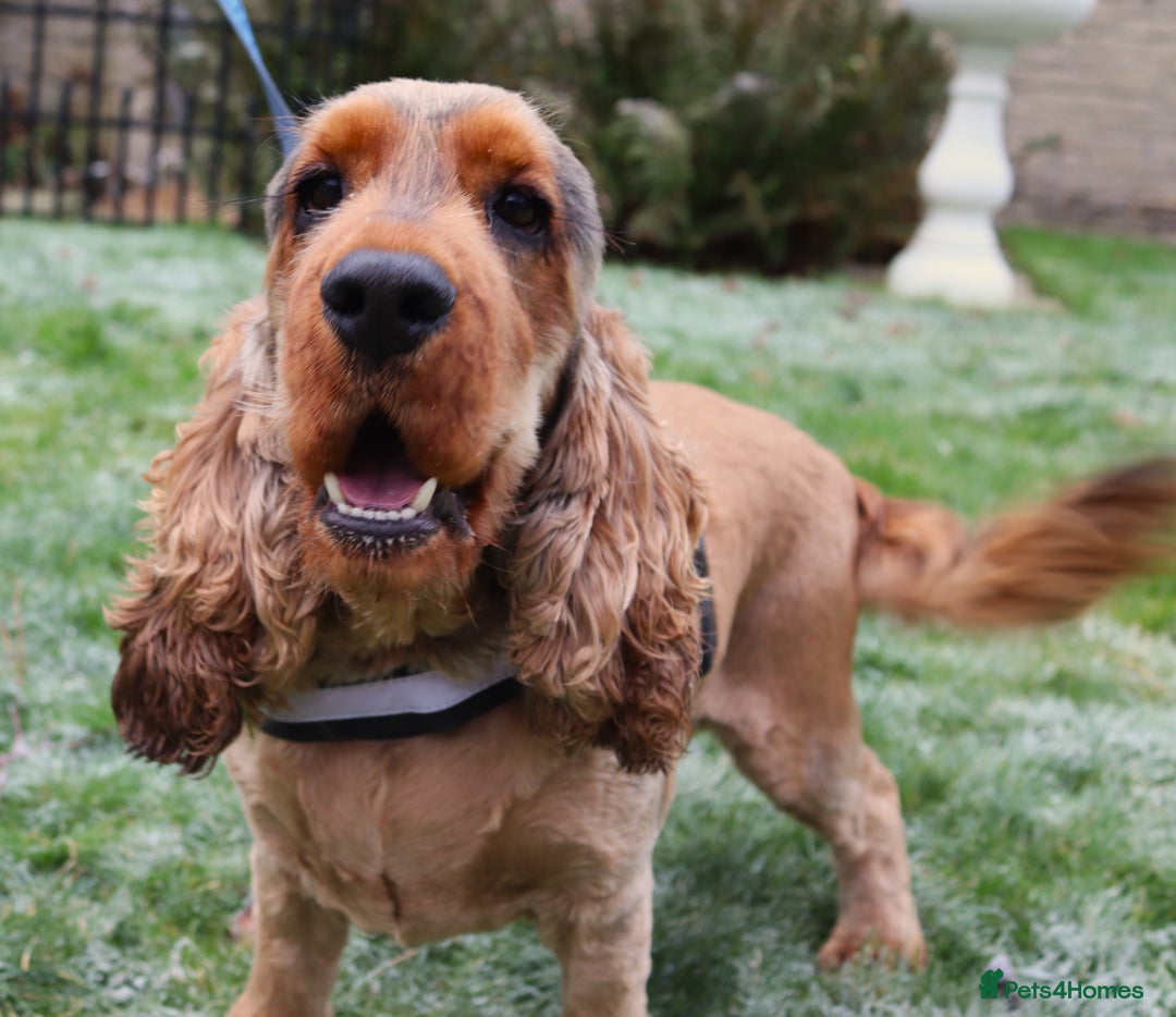 Cocker Spaniel dogs for sale: KC Registered Show Cocker Spaniel Puppies - Image 6