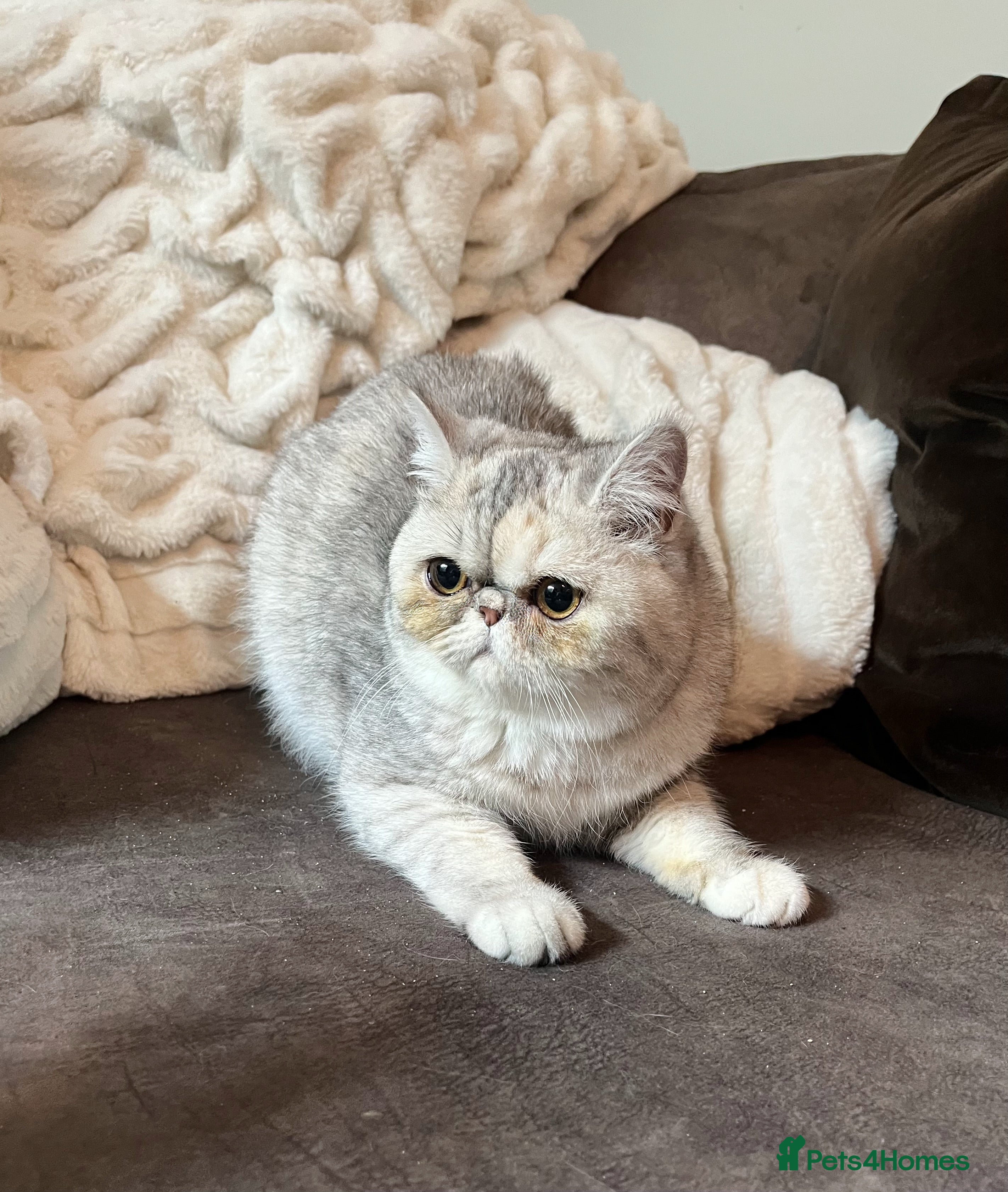 Exotic cats Stunning pedigree babies - ready to go!  - Advert 1