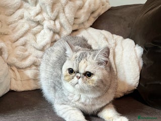 Exotic cats Stunning pedigree babies - ready to go! - Advert 3