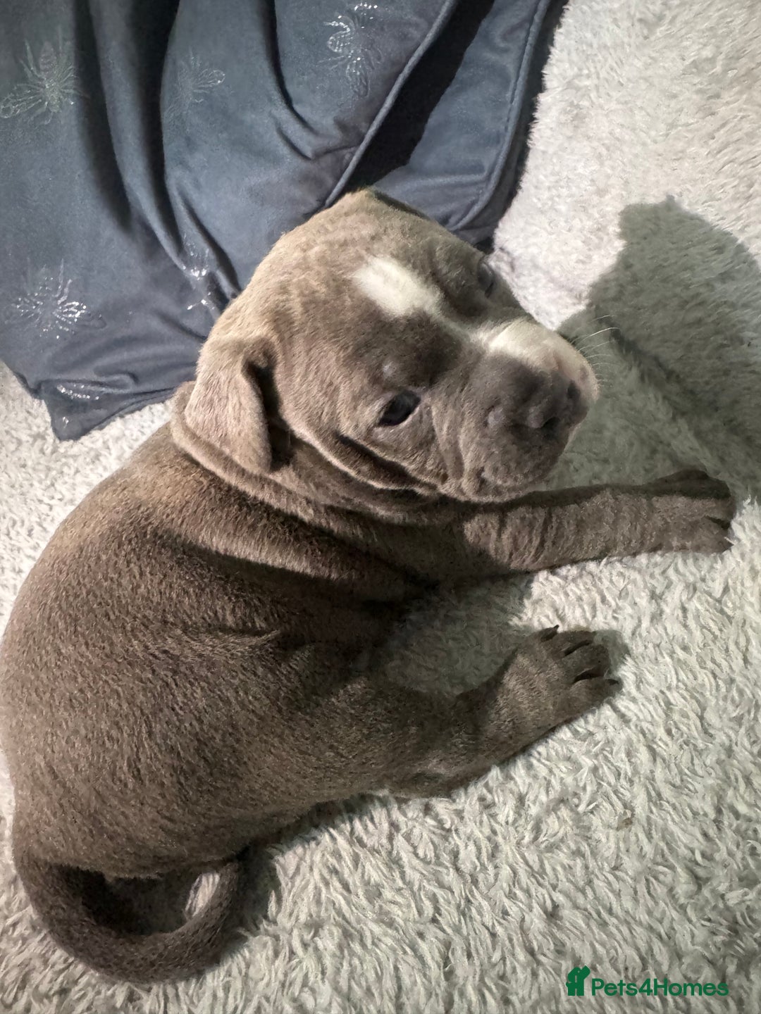 Staffordshire Bull Terrier dogs for sale: 4 Staffordshire bull terrier puppies  - Advert 12