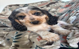 Cocker Spaniel dogs for sale: Show Cocker Spaniel Puppies  - Image 29