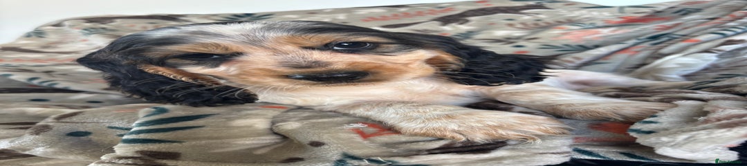 Cocker Spaniel Puppy 4