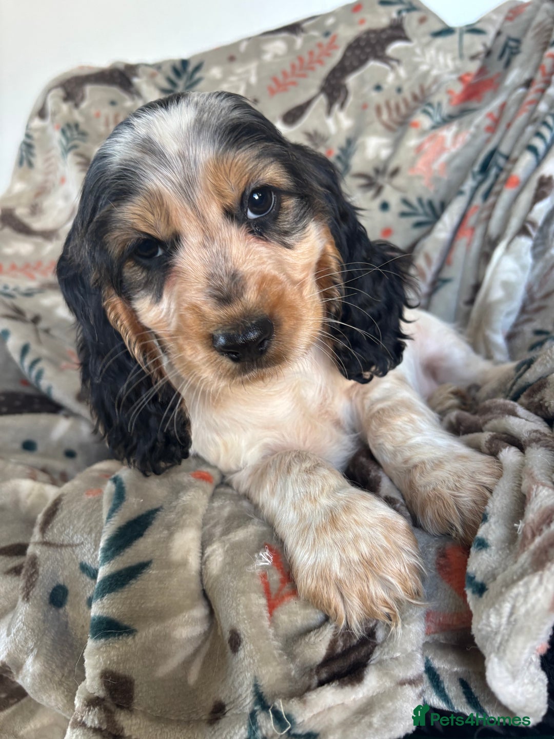 Cocker Spaniel dogs for sale: Show Cocker Spaniel Puppies  - Image 29
