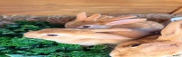 Rex rabbits for sale: 3 Rex baby rabbits - Advert 3