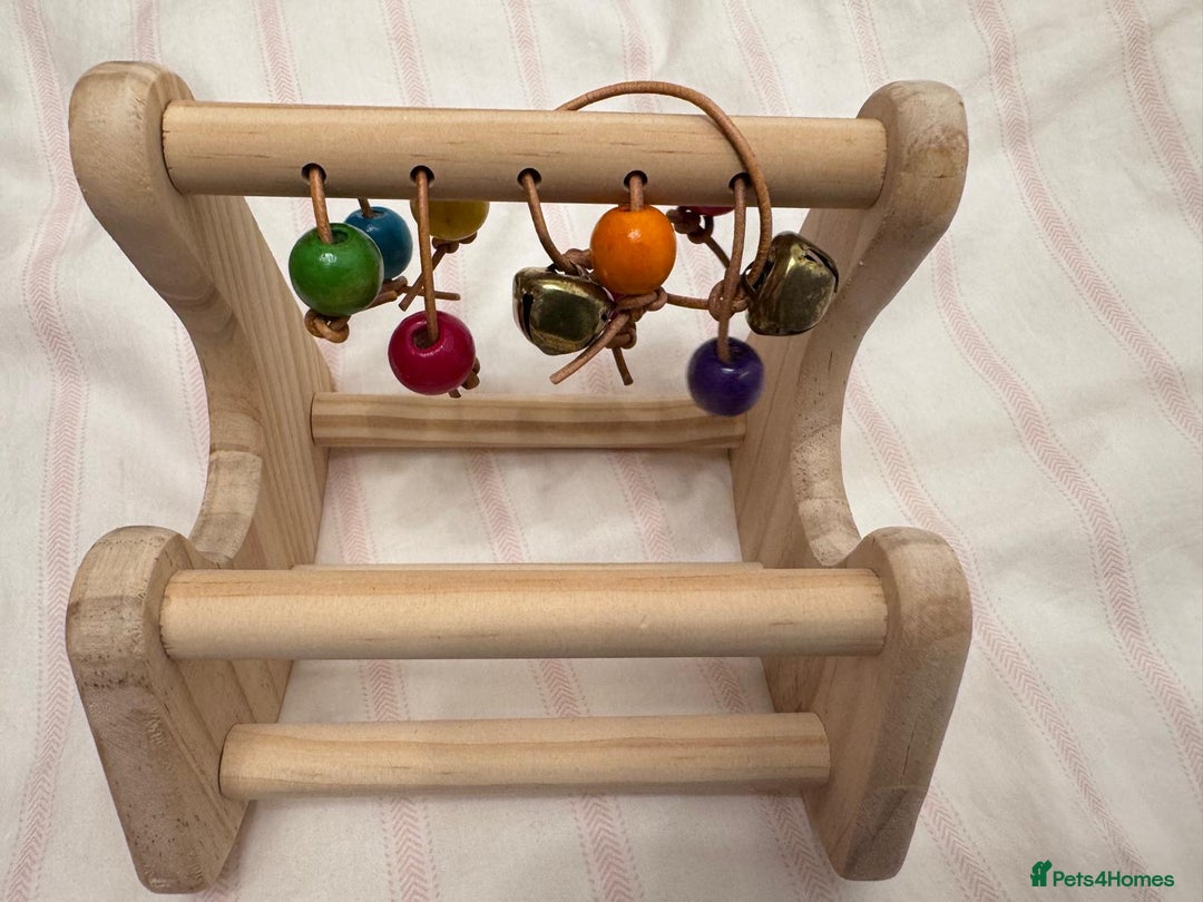 Budgerigars birds for sale: Rainbow ,hagoromo baby budgies hand tamed & reared - Advert 12