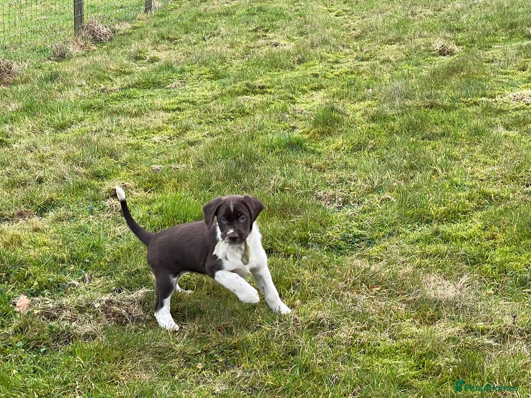 Mixed Breed dogs for sale: Sprollie pups for sale - Advert 20