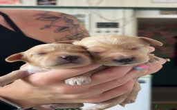 Cockapoo dogs for sale: Beautiful F1 Cockapoos  - Image 2
