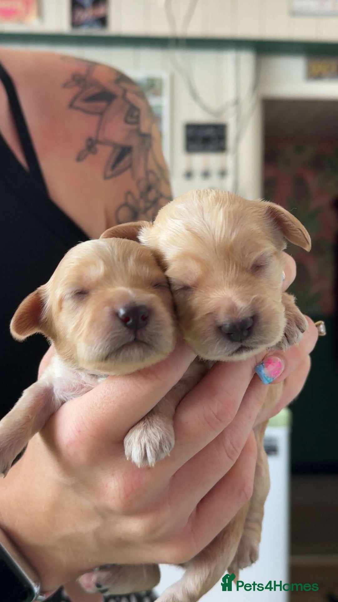 Cockapoo dogs for sale: Beautiful F1 Cockapoos  - Image 2