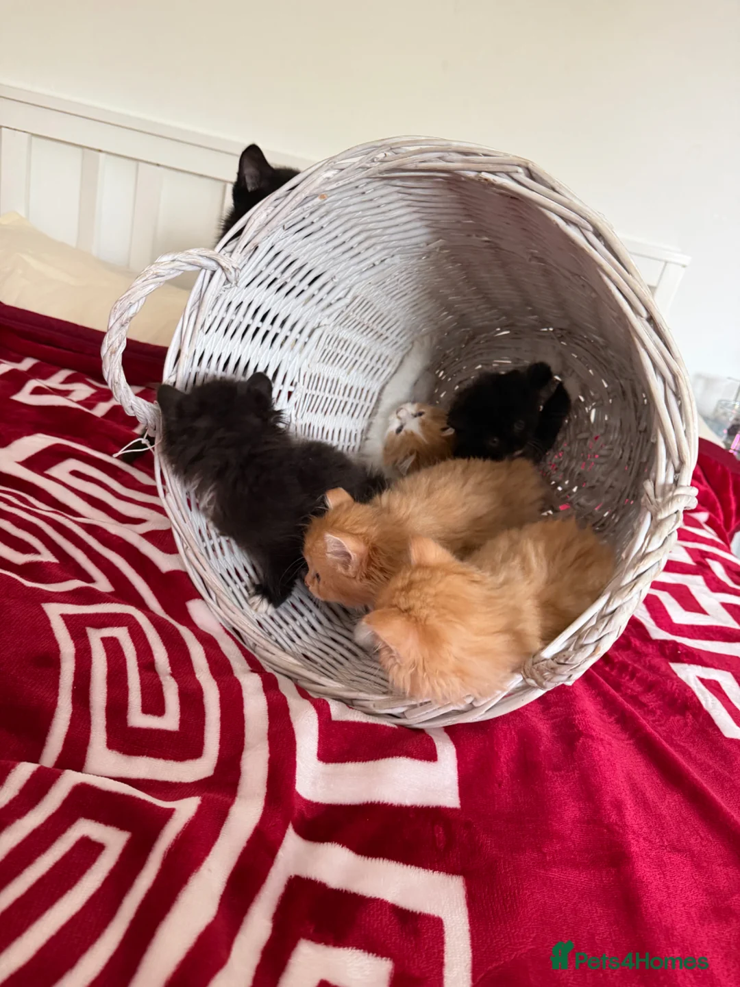 Mixed Breed cats for sale: 6 beautiful kitties looking for forever home  - Advert 12