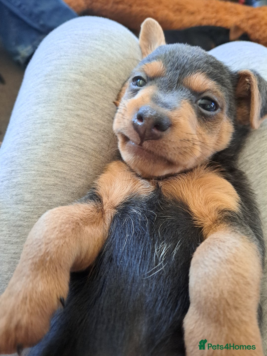 Jack Russell dogs for sale: Wenlock  jack russel puppies  - Image 2