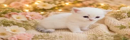 Siberian cats for sale: Hypoallergenic Champion Siberian Kittens-Ready JUL - Advert 4