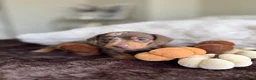Miniature Dachshund dogs for sale: Miniature Dachshund Puppies Raised With Love in Bradford - Advert 8