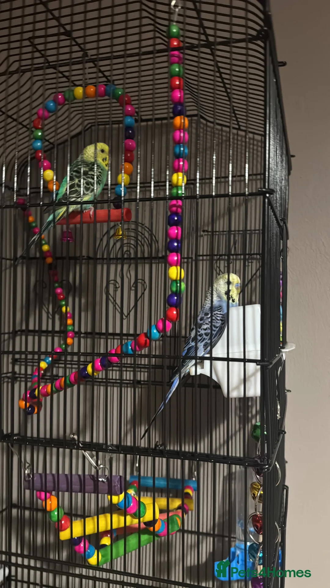 Budgerigars birds for sale: 2 very loved budgies in Shipley - Advert 2