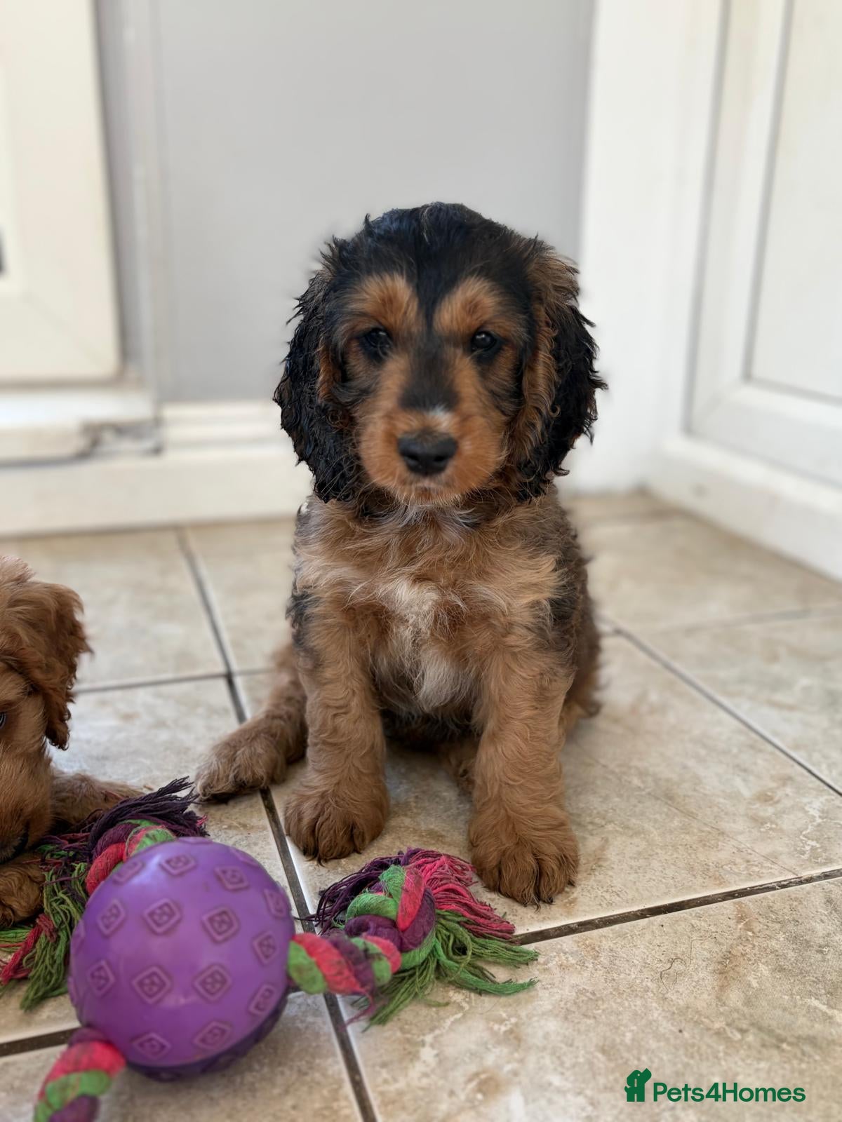 Cockapoo dogs 2 f1 Show/Toy boys ready for their new home - Advert 1