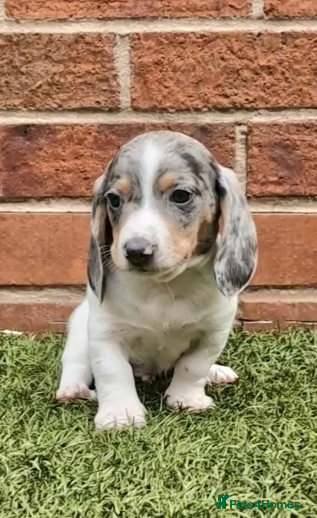Miniature Dachshund dogs for stud: BLUE DAPPLE PIEBALD STUD CARRYING LONG HAIR CHOCO in Liverpool - Advert 24