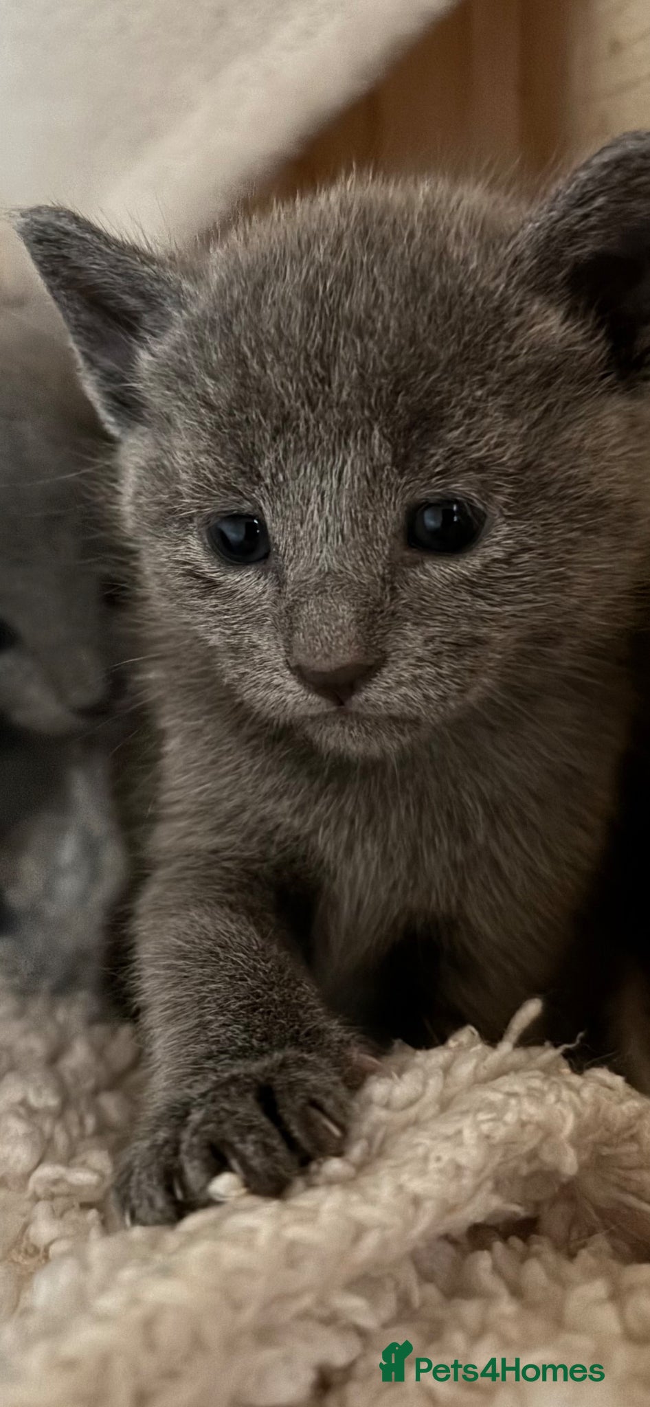 Russian Blue cats Tica registered kittens - Advert 11