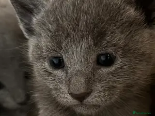 Russian Blue cats Tica registered kittens - Advert 11
