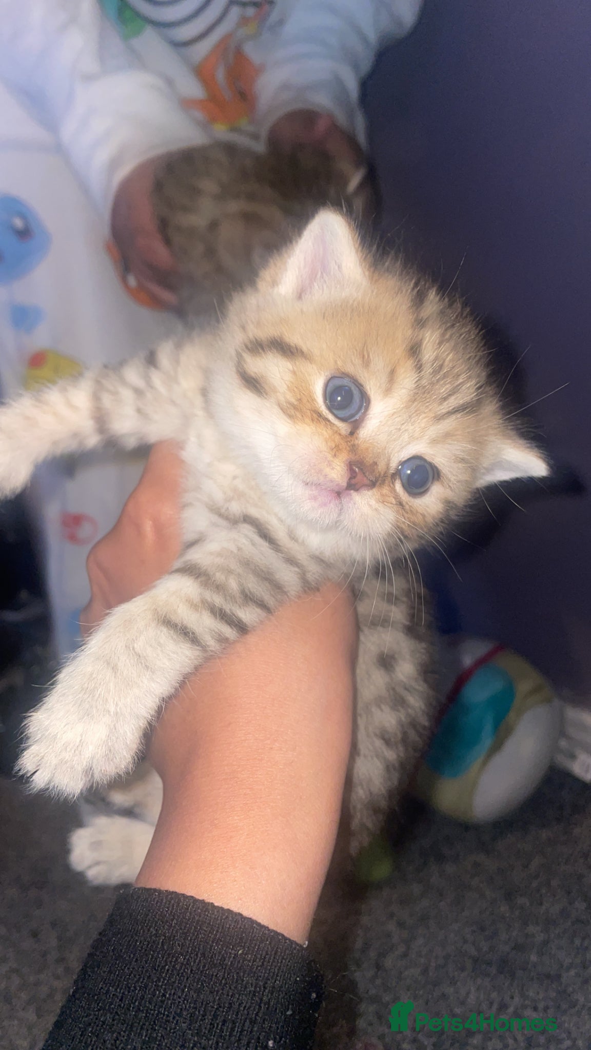 British Shorthair cats Tica bsh 😻 Golden british short hair - Advert 6