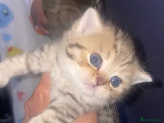 British Shorthair cats Tica bsh 😻 Golden british short hair - Advert 6