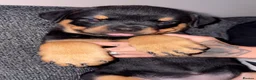 Rottweiler dogs for sale: Two females available  - Advert 5