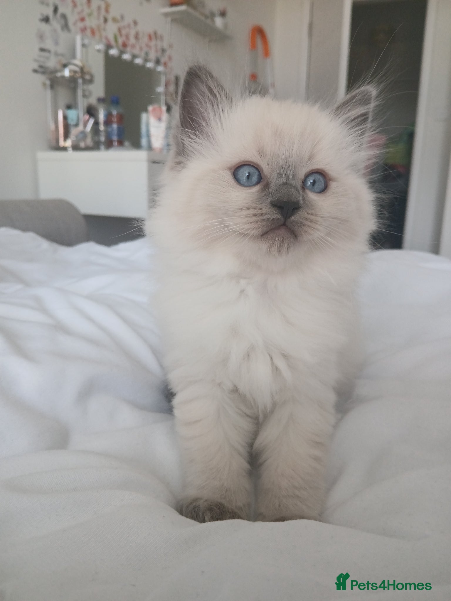 Ragdoll cats Adorable chubby ragdoll kittens for sale - Advert 1