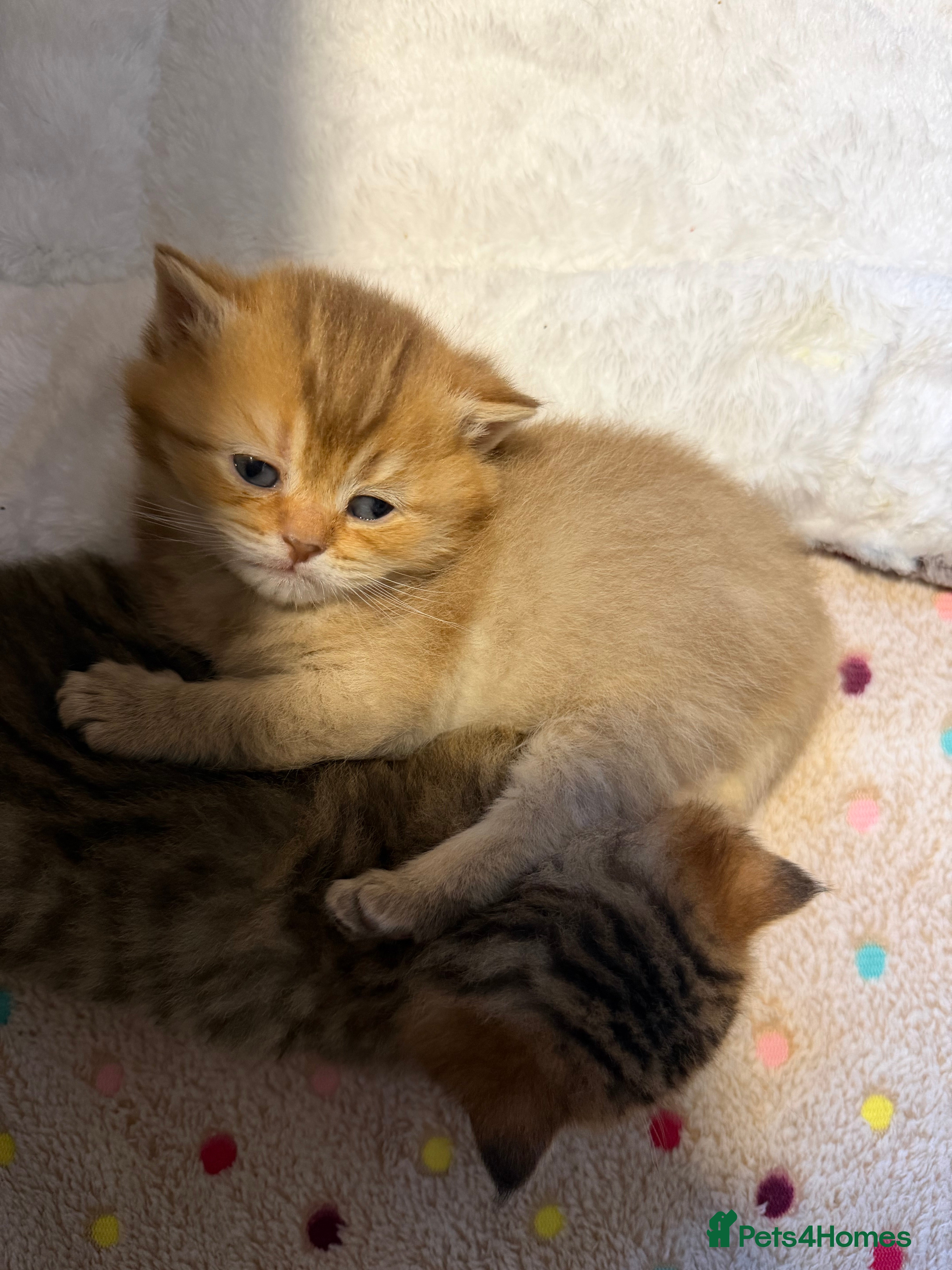 British Shorthair cats Top Quality British Shorthair Golden Kittens - Advert 2