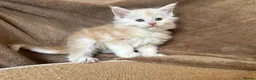 Maine Coon cats for sale: TICA Maine coon Kittens Smoke/Silver - Advert 3