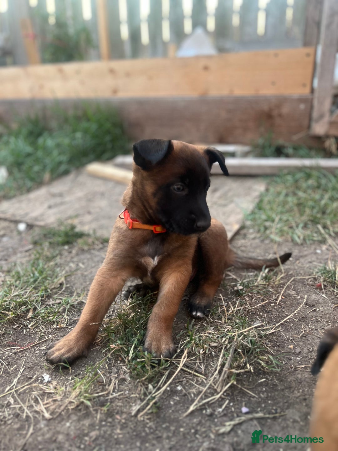 Belgian Shepherd Dog dogs for sale: Malinois puppies. Mother FCI/Father working dog - Image 13