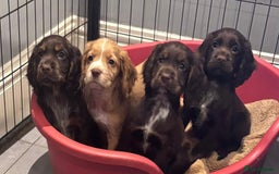 Cocker Spaniel dogs for sale: Working cocker spaniels puppies kc reg - Image 8