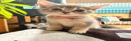 Mixed Breed cats for sale: Lovely British Shorthair and Abyssian mix kittens in Livingston - Advert 2