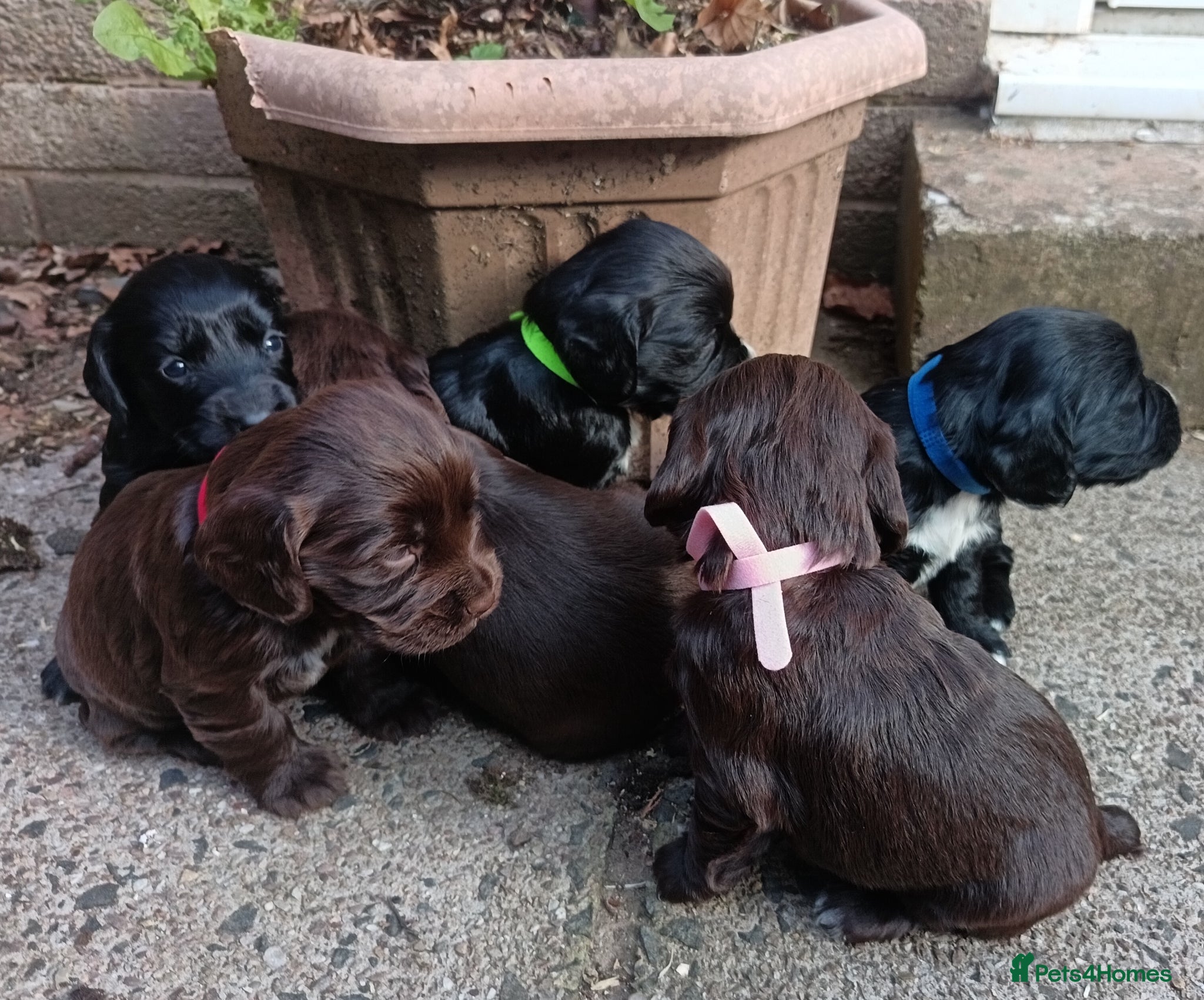 Cocker Spaniel dogs 6 STUNNING KC REGISTERED COCKER SPANIEL PUPPIES  - Advert 8