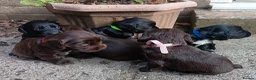 Cocker Spaniel dogs for sale: 6 STUNNING KC REGISTERED COCKER SPANIEL PUPPIES  - Advert 17