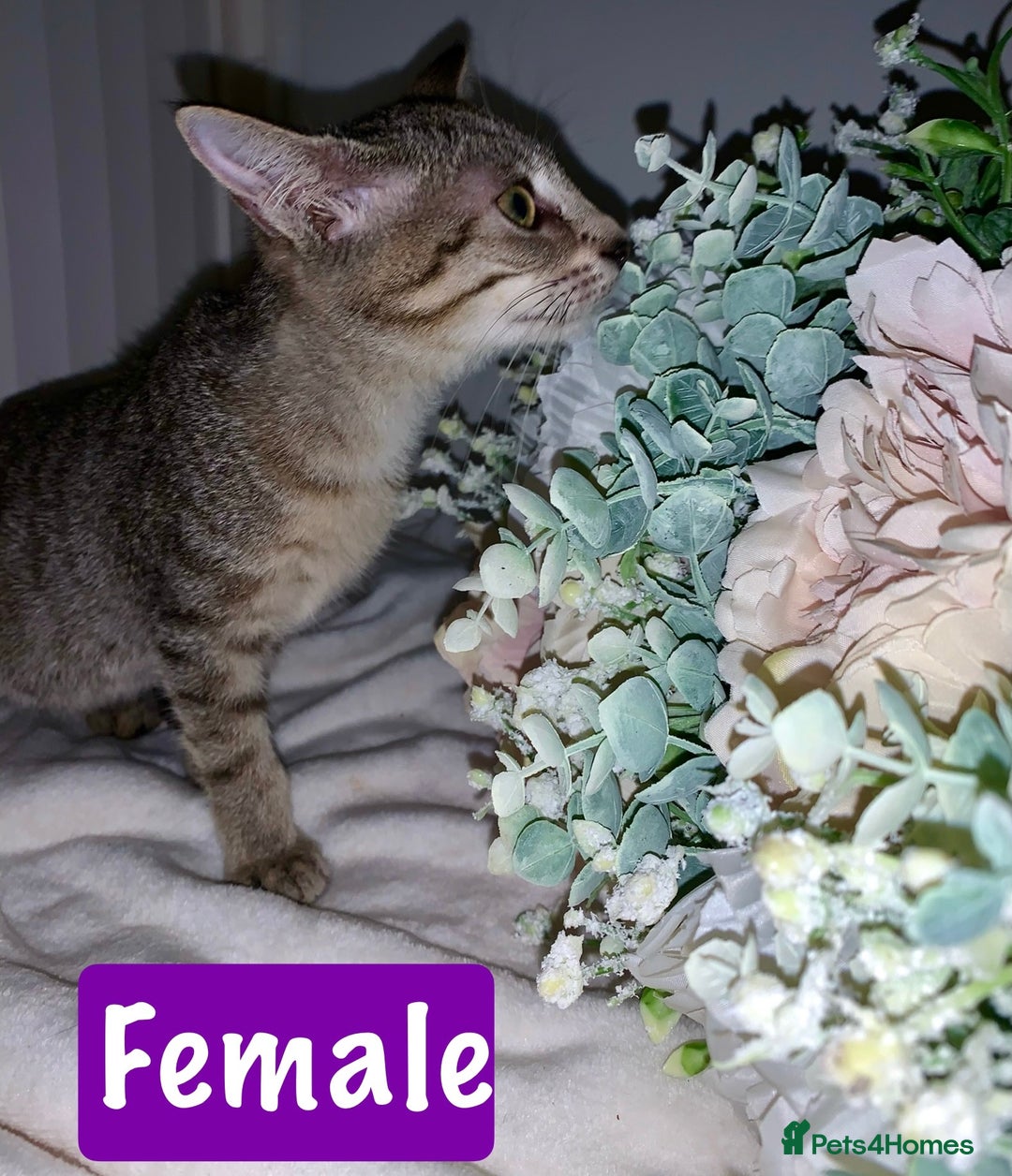 Mixed Breed cats for sale: Beautiful kittens Ready Now ( Kitten pack) - Image 17
