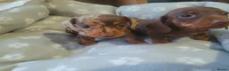 Miniature Dachshund dogs for sale: 🐶😍Miniature dachshund Puppies😍🐶 - Advert 8