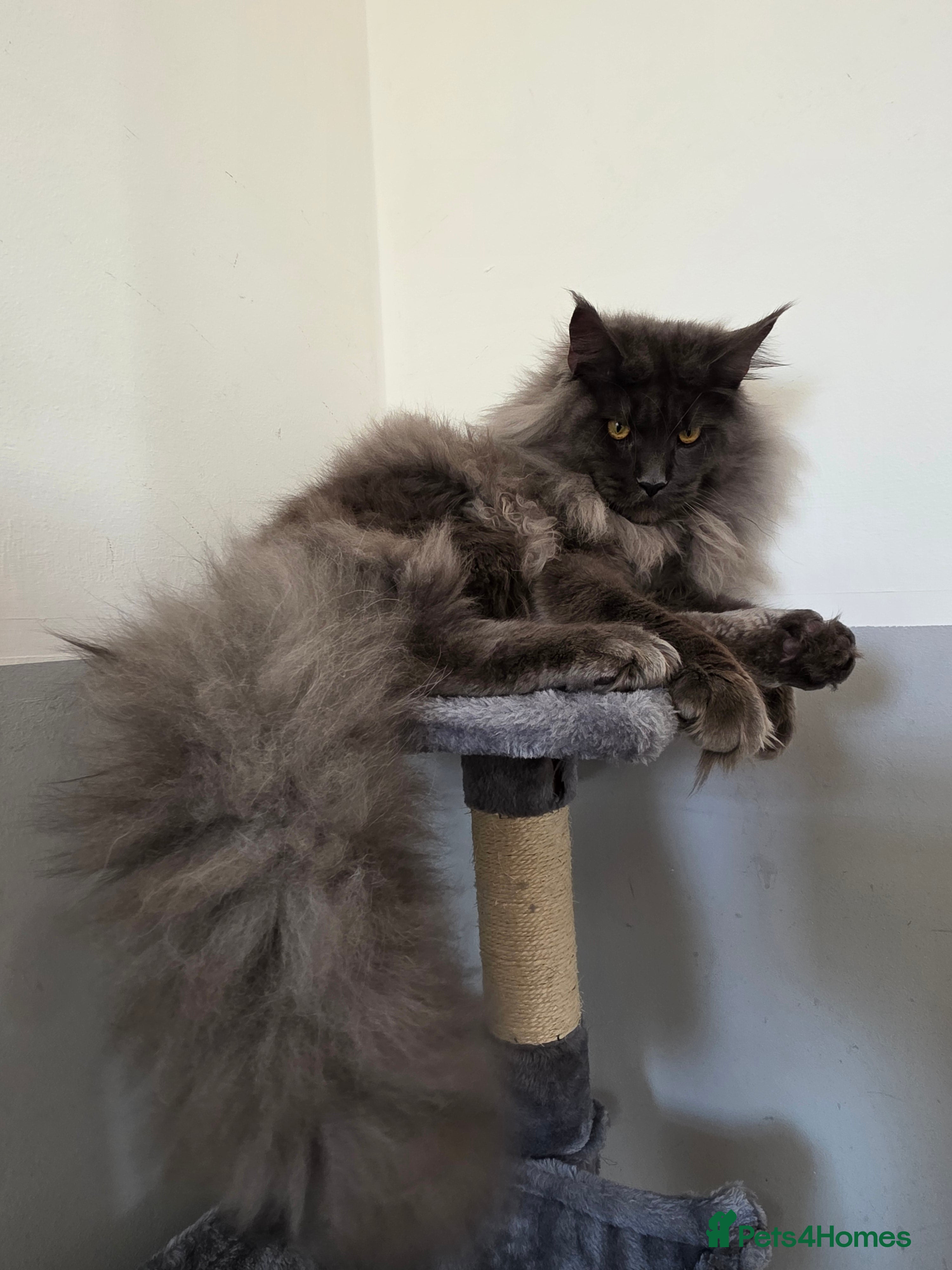 Maine Coon cats 🏅Tica breeding active male🏅 - Advert 1