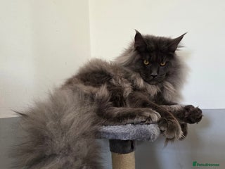 Maine Coon cats 🏅Tica breeding active male🏅 - Advert 3
