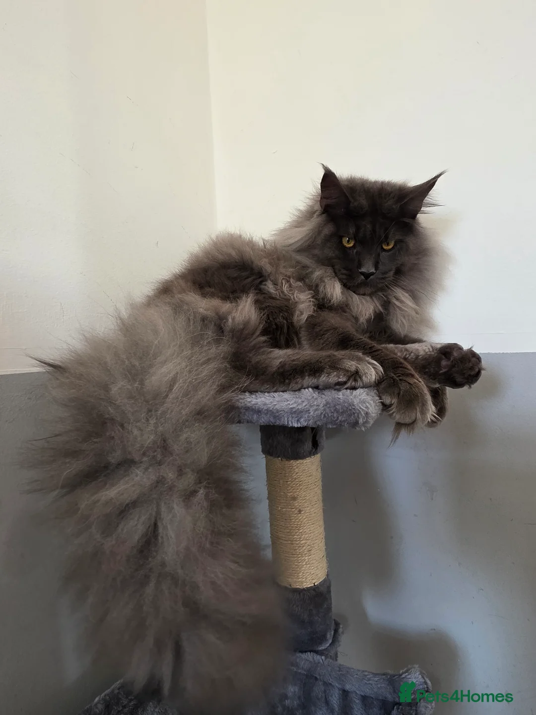 Maine Coon cats for sale: 🏅Tica breeding active male🏅 - Advert 1