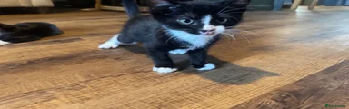 Domestic Shorthair 4