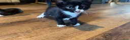 Domestic Shorthair cats for sale: X4 male kittens - Advert 8